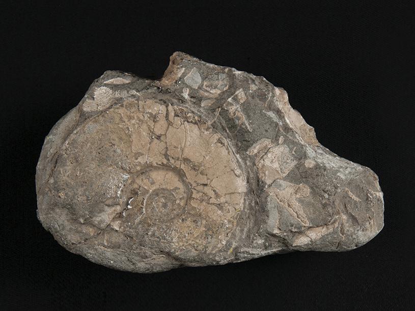 Naticidae, vista lateral