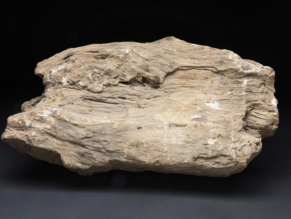 Fragmento de madera fósil silicificada de una araucariácea