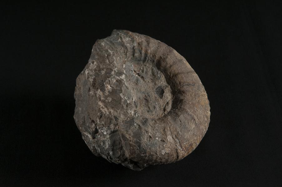 Catutosphinctes cf. americanensis, vista lateral Catutosphinctes cf. americanensis, vista lateral