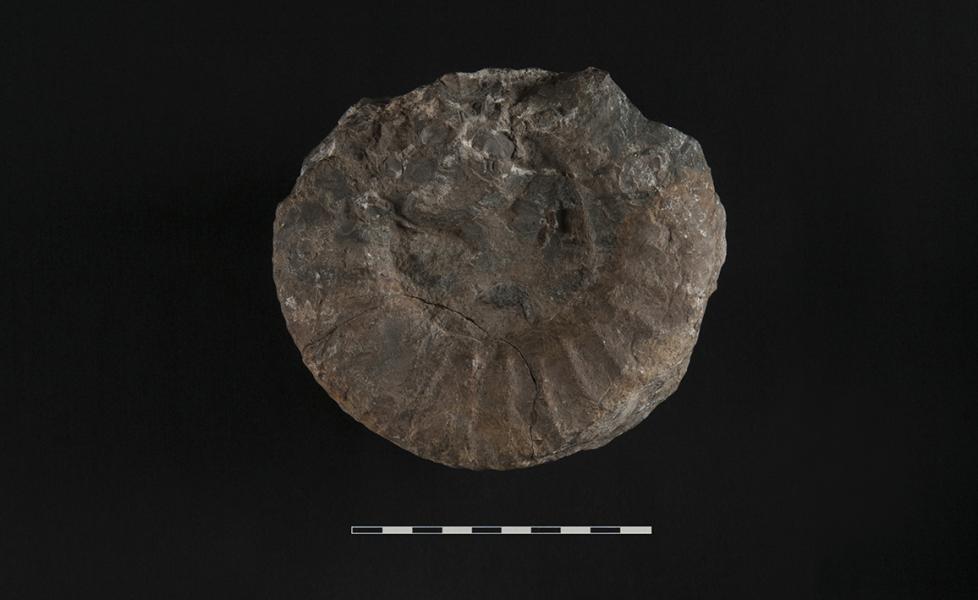 Catutosphinctes cf. americanensis. Vista lateral Catutosphinctes cf. americanensis