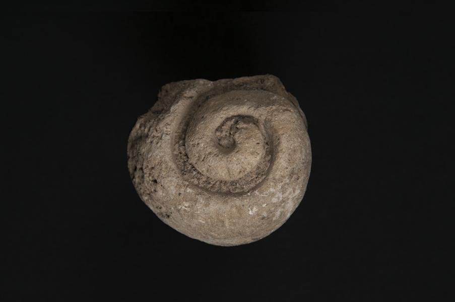 Naticidae, vista apical Naticidae, vista apical