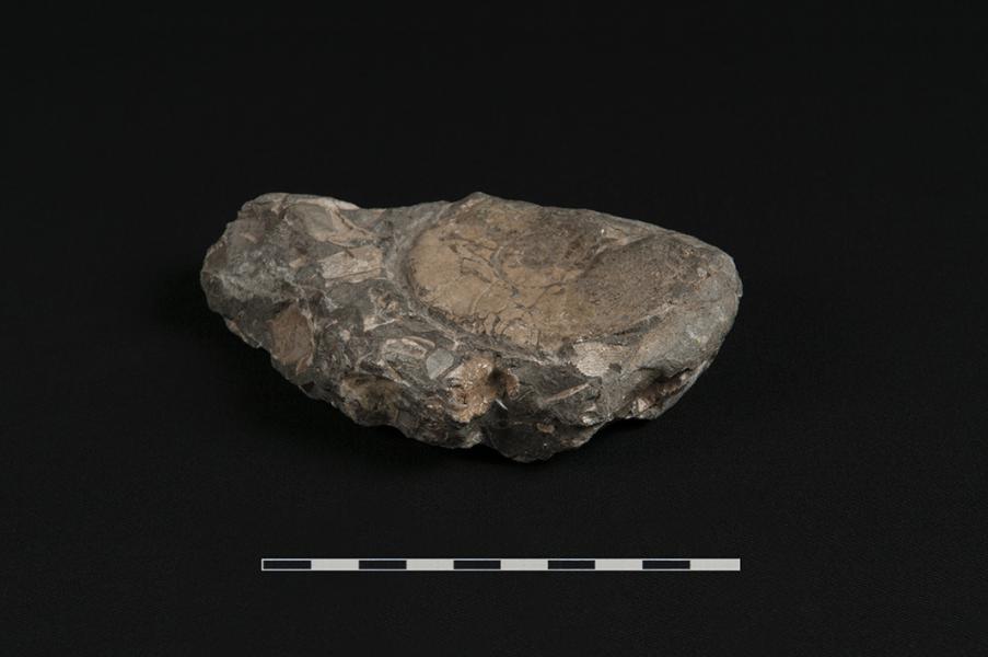 Kitchinites darwini, vista ventral Kitchinites darwini, vista ventral